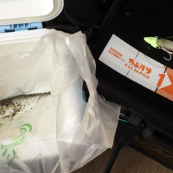 ワインドに鯖がHIT